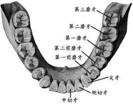 盡頭牙