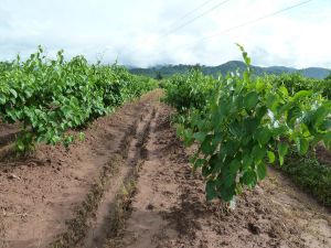 印奇果大田種植需要良好的灌溉排水系統