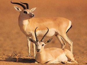 鵝喉羚塔里木亞種 鵝喉羚塔里木亞種