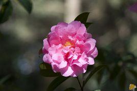 雲南山茶花