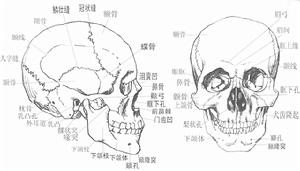 門齒骨