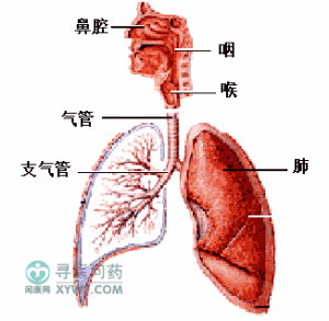 老年人院內獲得性肺炎