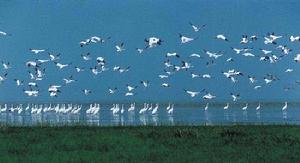 （圖）鄱陽湖候鳥國家級自然保護區