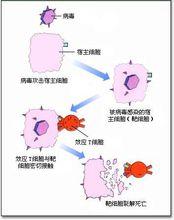 效應T細胞的殺傷作用過程示意圖