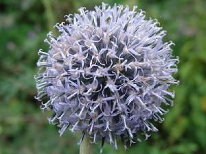 Echinops sphaerocephalus