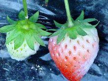 草莓白粉病危害症狀