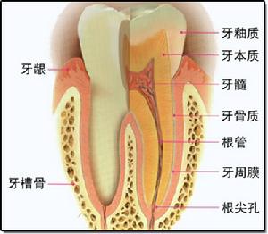 牙齦腫痛