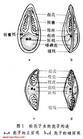 粘孢子蟲