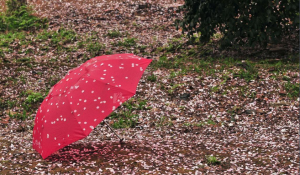 夜來風雨劇照