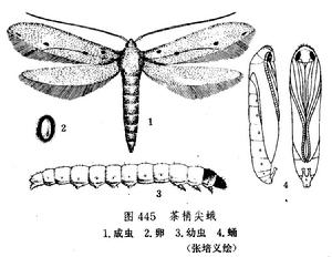 茶梢尖蛾