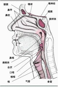 會厭炎