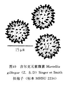 吉爾克無索腹菌