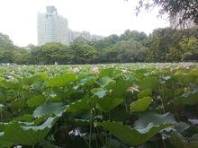 洪湖公園