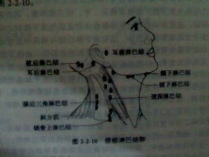 枕後淋巴結