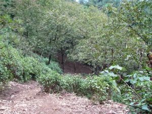 魯嘎村[雲南省大理雲龍縣民建鄉坡腳村委會]