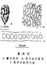 礁膜屬