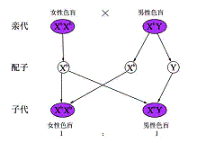 遺傳性色盲