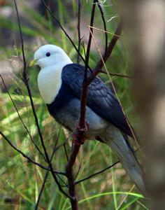 黑斑果鳩