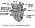 室上性心動過速