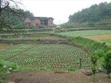 安山鄉鸕鶿村