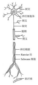 節後神經元