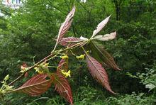 黃金鳳[鳳仙花科鳳仙花屬植物]