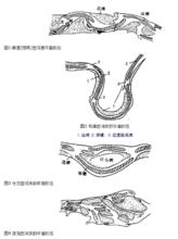 河床類型