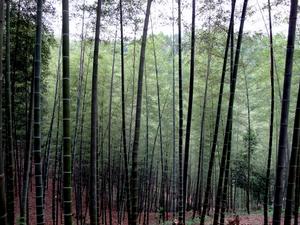 開化毛竹山莊