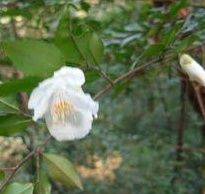 嶽麓連蕊茶