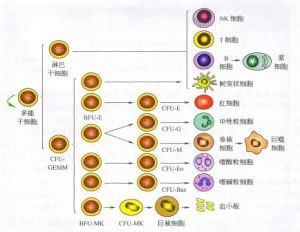 腦缺血性疾病