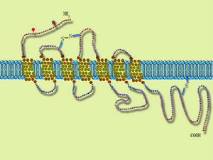 G蛋白耦聯型受體