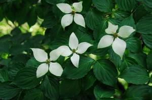 四照花[傘形目山茱萸科植物]