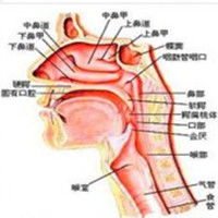 三叉丘系