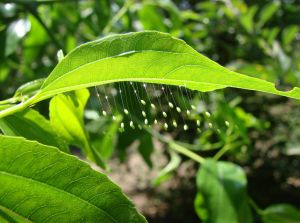 中華幻草蛉 中華幻草蛉