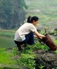 植物學家的女兒