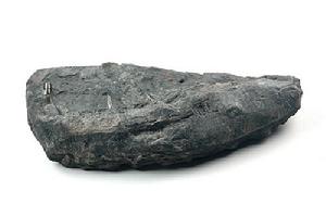 希氏根齒魚化石