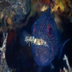泗水玫瑰魚