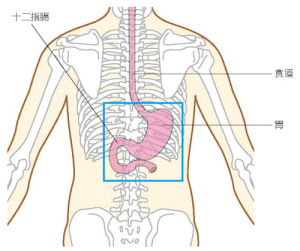 胃