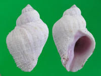 梨形珊瑚螺
