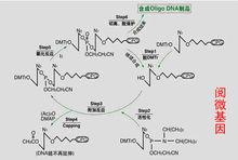 引物合成圖