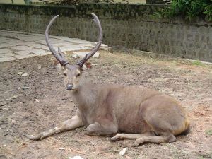 水鹿印支亞種