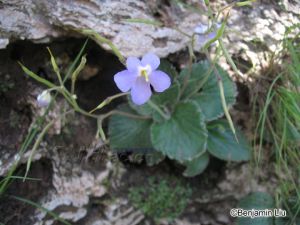 短檐苣苔屬