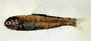 軟眶燈魚
