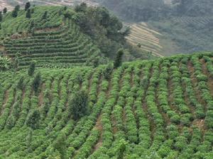 蒙天自然村茶葉地