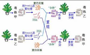 生態遺傳學