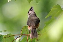 美洲鳳頭山雀