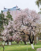 佳木斯杏林路街心公園