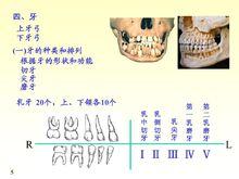 牙齒的種類和排列1