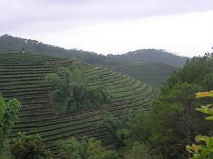 擴大茶園