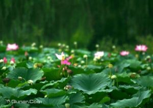 萌山湖荷花生態園